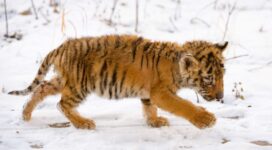 Snow Tiger Cub2055515186 272x150 - Snow Tiger Cub - Tiger, Snow, Dolphin